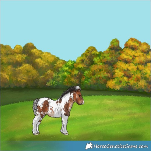 Horse Color:White Spotted Bay Tobiano Rabicano 