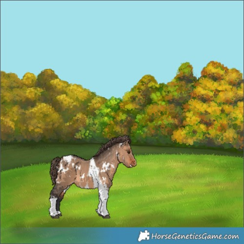 Horse Color:White Spotted Bay Dun Tobiano Appaloosa 