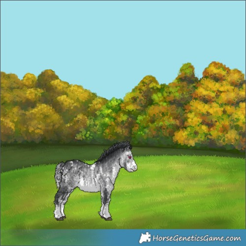 Horse Color:White Spotted Brown Chinchilla Rabicano