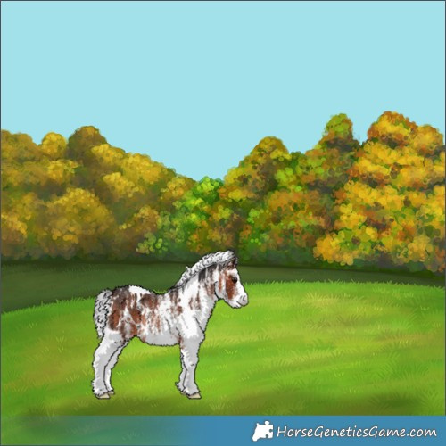 Horse Color:White Spotted Bay Varnish Rabicano 