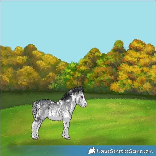 Horse Color:White Spotted Bay Chinchilla Rabicano 