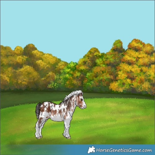 Horse Color:White Spotted Bay Appaloosa Rabicano 