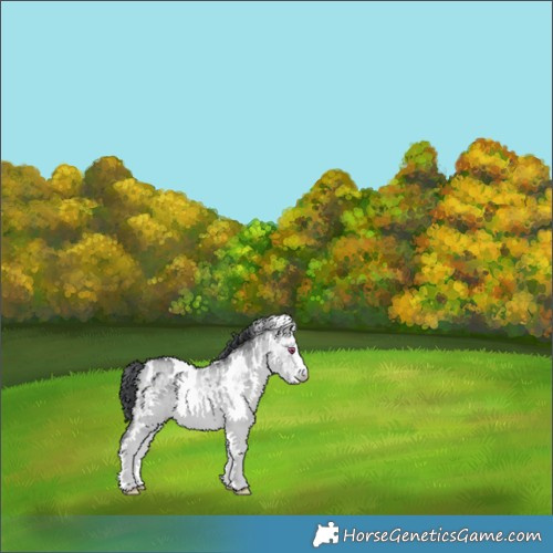 Horse Color:White Spotted Bay Chinchilla Dun 
