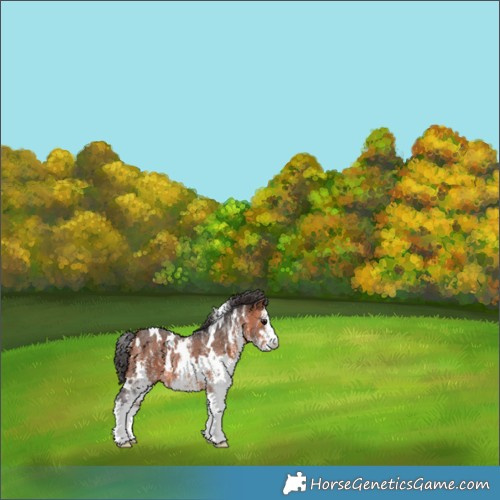 Horse Color:White Spotted Bay Rabicano 