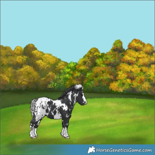 Horse Color:White Spotted Black Appaloosa 