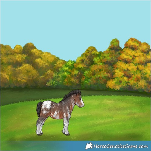 Horse Color:White Spotted Brown Blanket 