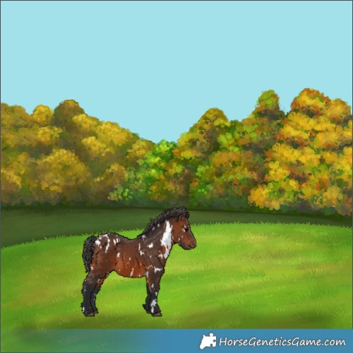 Horse Color:White Spotted Brown 