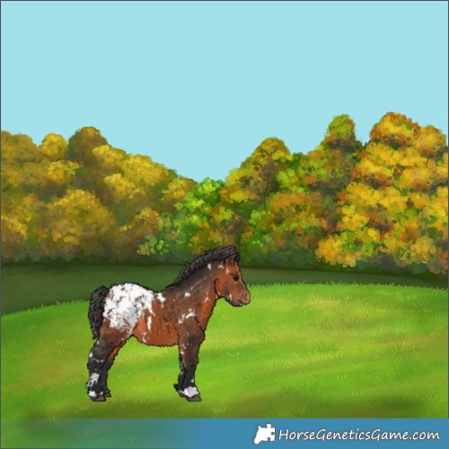 Horse Color:White Spotted Bay Appaloosa 