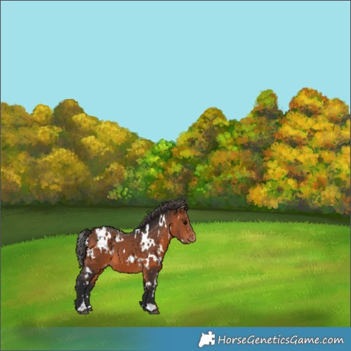 Horse Color:White Spotted Bay Appaloosa 