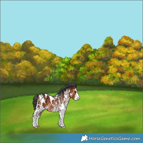 Horse Color:White Spotted Bay 