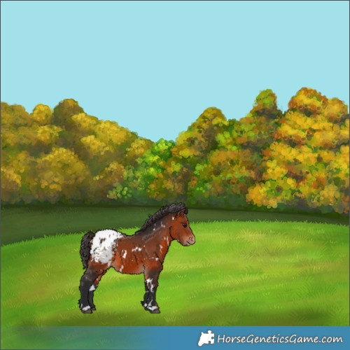 Horse Color:White Spotted Bay Appaloosa 