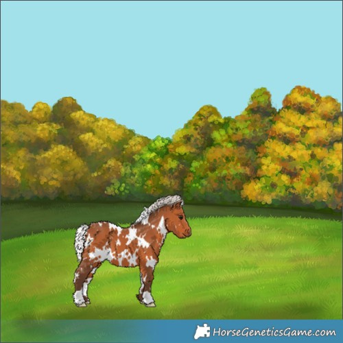 Horse Color:White Spotted Silver Bay 