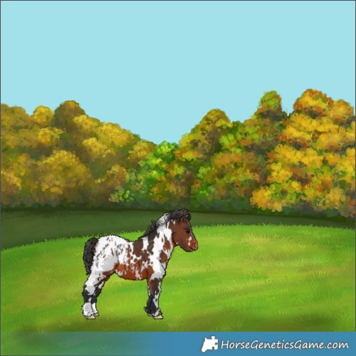 Horse Color:White Spotted Brown Appaloosa 