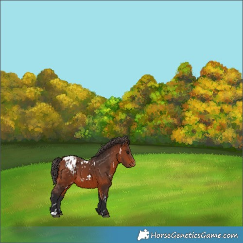 Horse Color:White Spotted Bay Appaloosa 