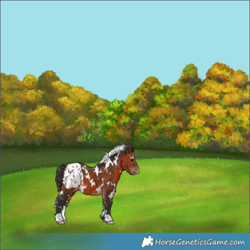 Horse Color:White Spotted Bay Appaloosa 