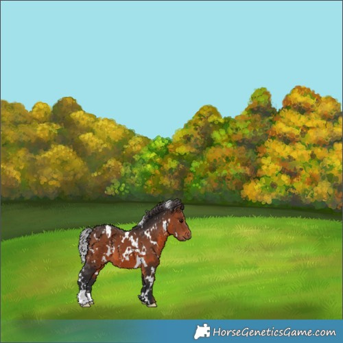 Horse Color:White Spotted Brown 