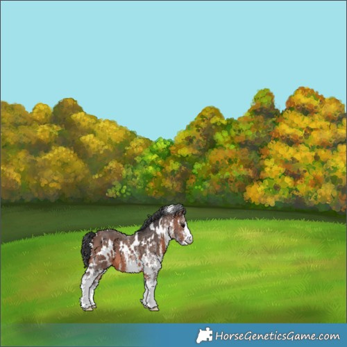 Horse Color:White Spotted Brown 