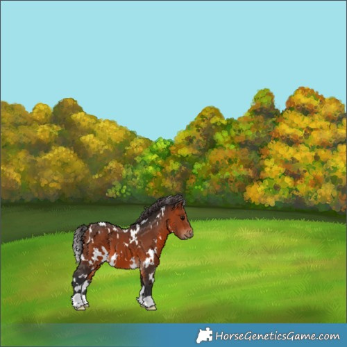 Horse Color:White Spotted Bay 