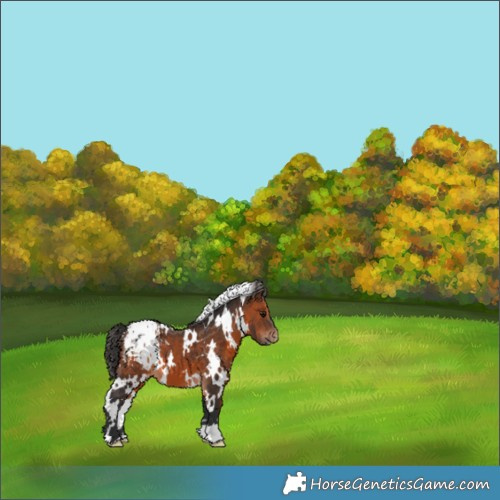 Horse Color:White Spotted Brown Blanket 
