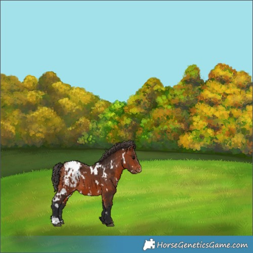 Horse Color:White Spotted Bay Appaloosa 