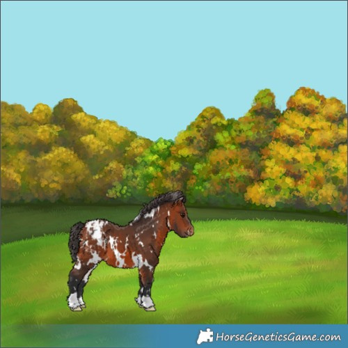 Horse Color:White Spotted Bay Appaloosa 