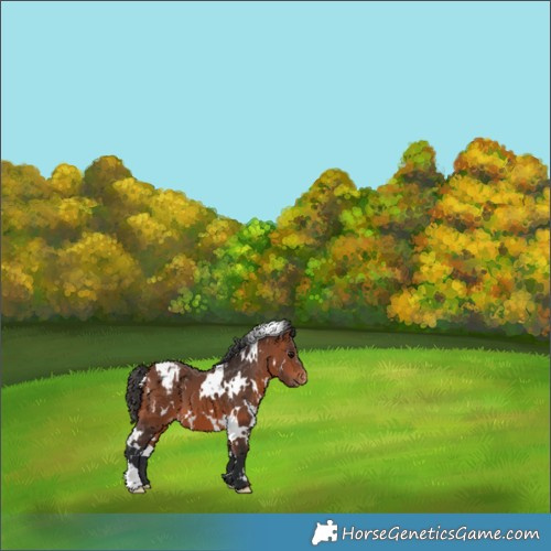 Horse Color:White Spotted Bay Appaloosa