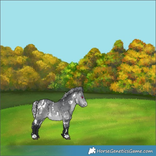 Horse Color:White Spotted Bay Chinchilla Appaloosa 