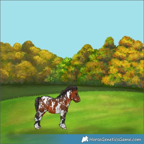 Horse Color:White Spotted Brown Appaloosa 