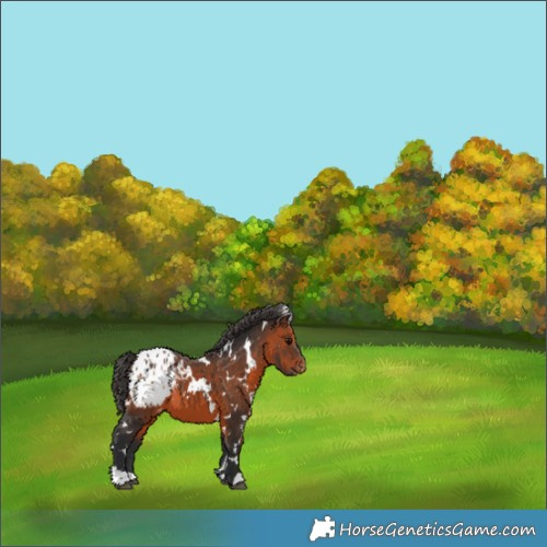 Horse Color:White Spotted Brown Appaloosa 