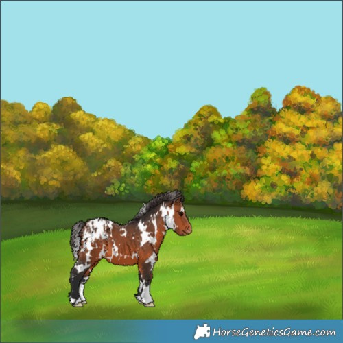 Horse Color:White Spotted Bay Appaloosa 