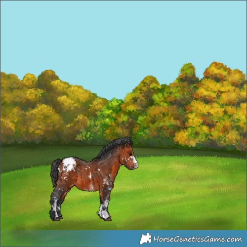 Horse Color:White Spotted Bay Appaloosa 