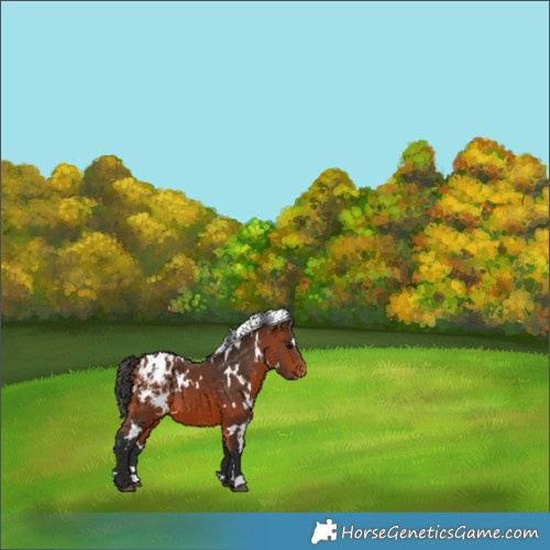 Horse Color:White Spotted Bay Appaloosa 