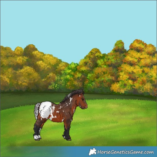 Horse Color:White Spotted Bay Snowcap 
