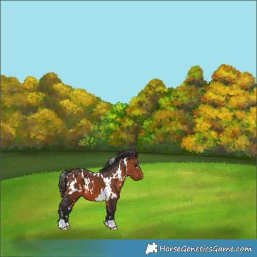 Horse Color:White Spotted Brown 