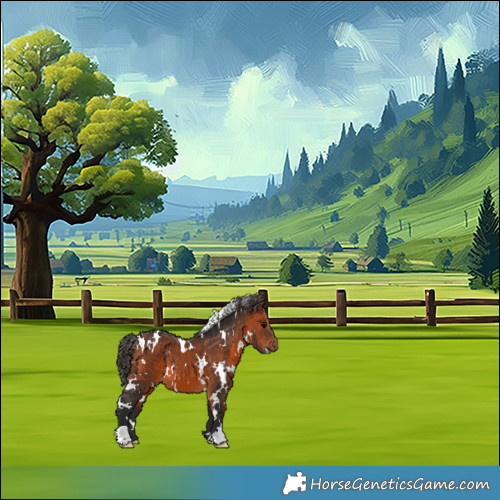 Horse Color:White Spotted Brown 