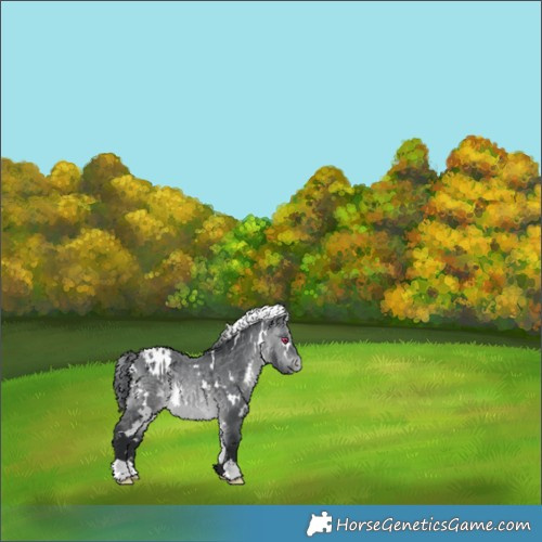 Horse Color:White Spotted Brown Chinchilla Appaloosa 