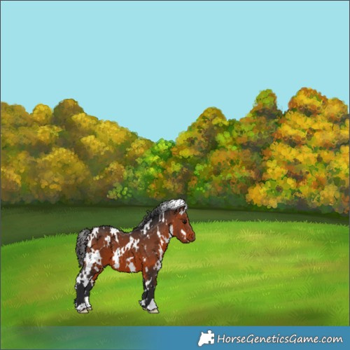 Horse Color:White Spotted Brown 