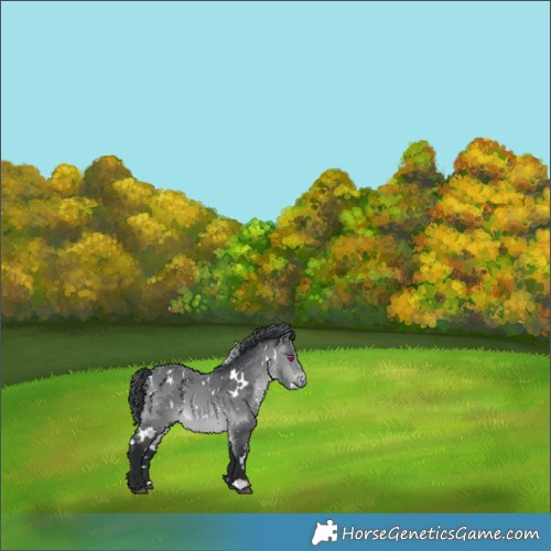 Horse Color:White Spotted Brown Chinchilla 