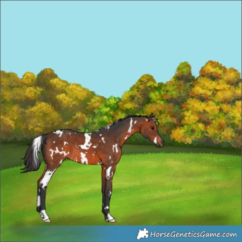 Horse Color:White Spotted Brown 