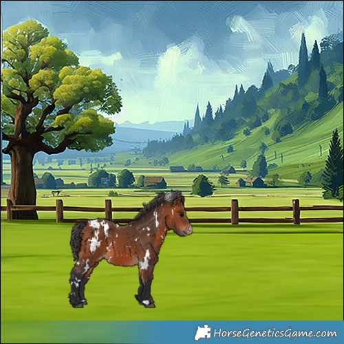 Horse Color:White Spotted Bay Appaloosa 