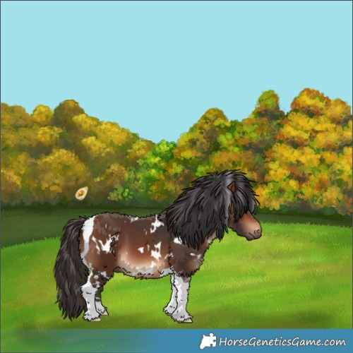 Horse Color:White Spotted Bay Tobiano 