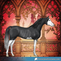 Horse Color:Black Splash Rabicano 