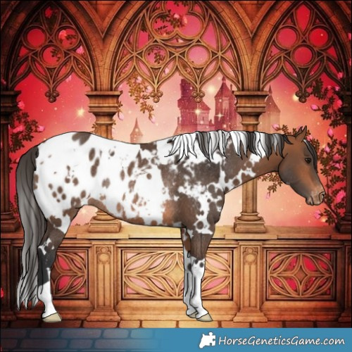 Horse Color:White Spotted Bay Appaloosa Rabicano 