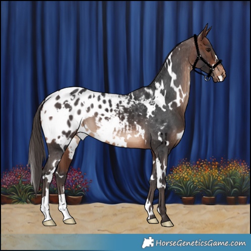 Horse Color:White Spotted Brown Appaloosa 