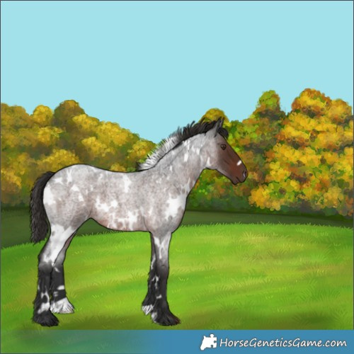 Horse Color:White Spotted Liver Red Roan 