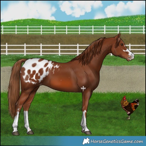 Horse Color:Chestnut Blanket 