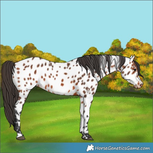 Horse Color:Bay Appaloosa 