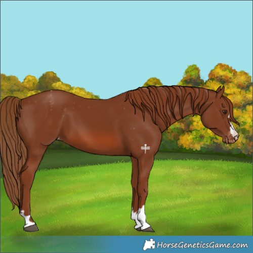 Horse Color:Chestnut Appaloosa 