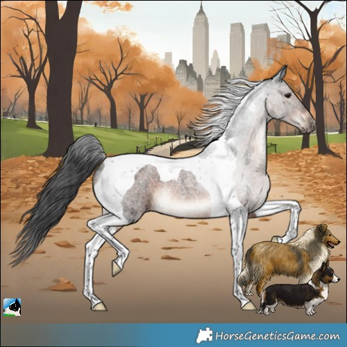 Horse Color:Brown Roan Tobiano Rabicano