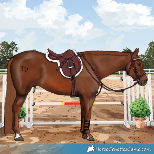 Horse Color:Chestnut 